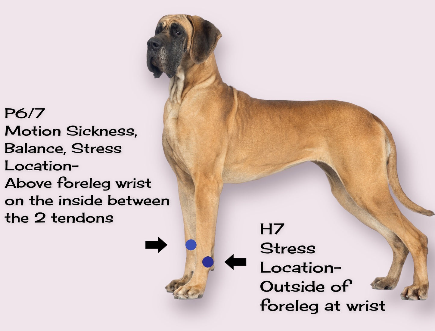 Natural Calming & Motion Comfort Band for Dogs - Stress and Anxiety Relief - Easy to Use